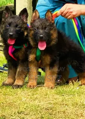 Photo - German Shepherd Puppies - Multiple Ages Available