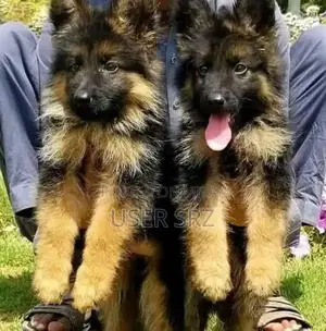 German Shepherd Puppies - Multiple Ages Available