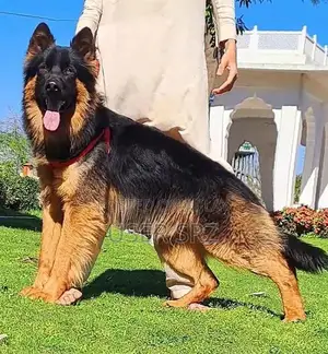 German Shepherd Puppies - Multiple Ages Available