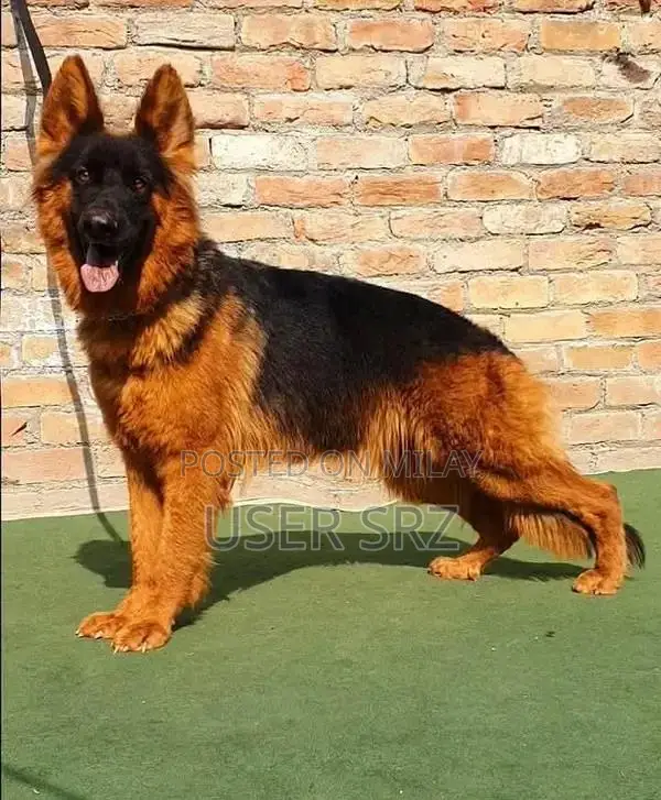 German Shepherd Puppies - Multiple Ages Available