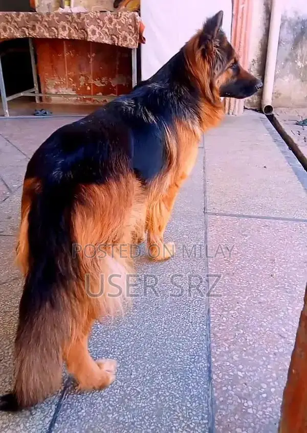 German Shepherd Puppies - Multiple Ages Available