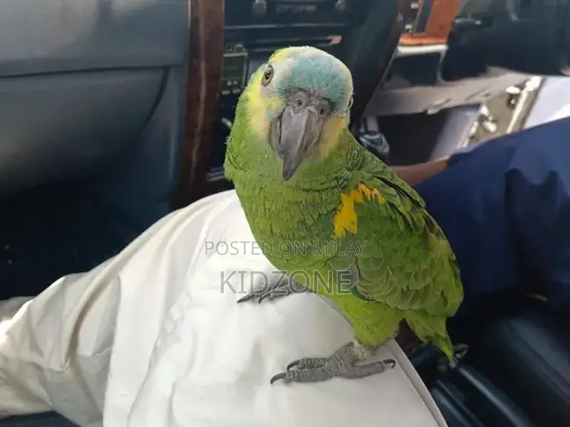 Blue-Fronted Amazon Parrot - Intelligent Talking Companion Bird