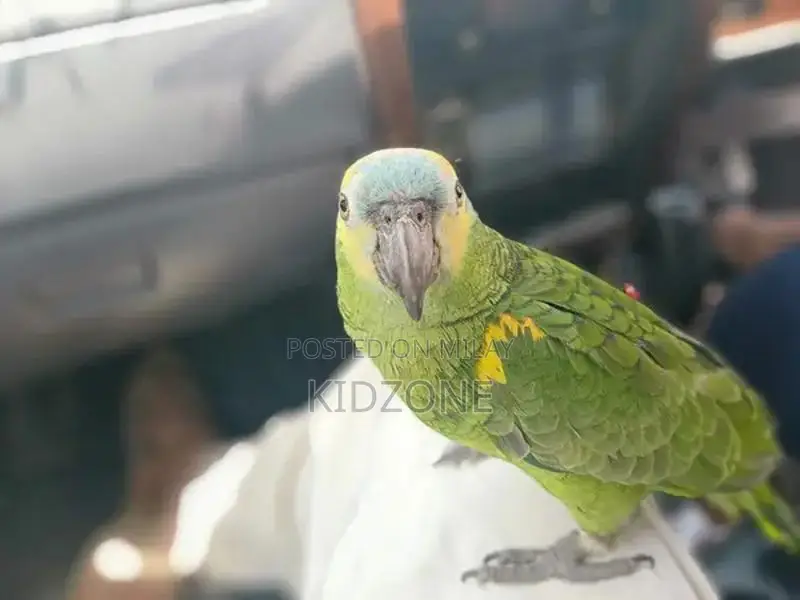 Blue-Fronted Amazon Parrot - Intelligent Talking Companion Bird