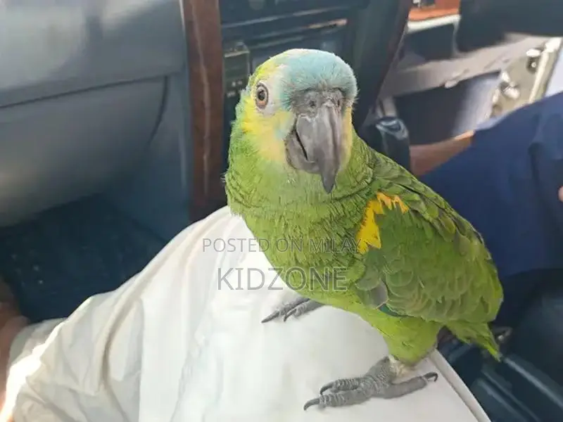 Blue-Fronted Amazon Parrot - Intelligent Talking Companion Bird