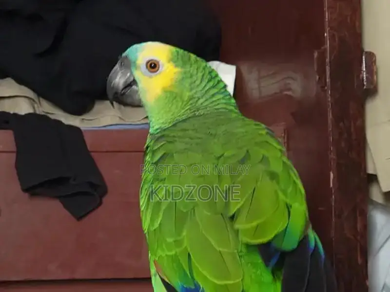 Blue-Fronted Amazon Parrot - Intelligent Talking Companion Bird