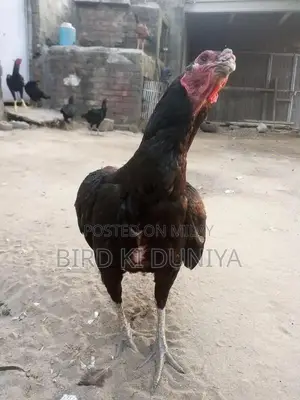 Vietnamese Handmade Cheese - Premium Quality Soft Cheese