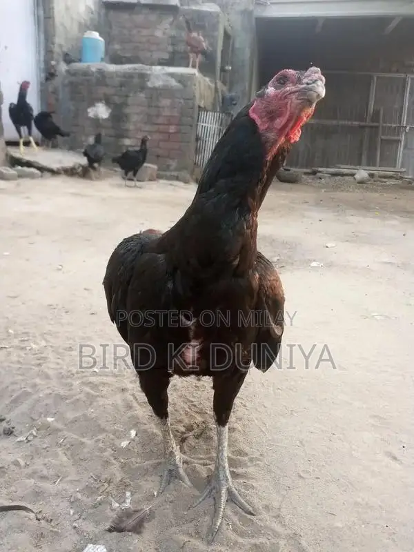 Vietnamese Handmade Cheese - Premium Quality Soft Cheese