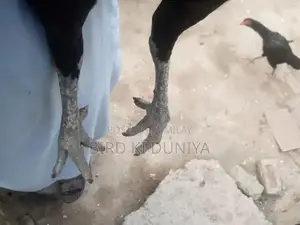 Vietnamese Handmade Cheese - Premium Quality Soft Cheese