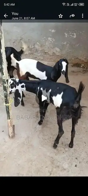 High-Quality Goat and Young Goats for Sale - Healthy Breeding Stock