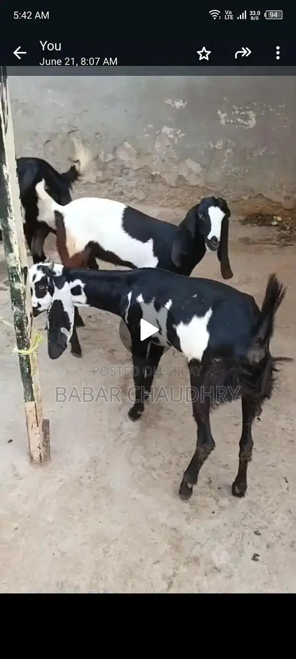 High-Quality Goat and Young Goats for Sale - Healthy Breeding Stock