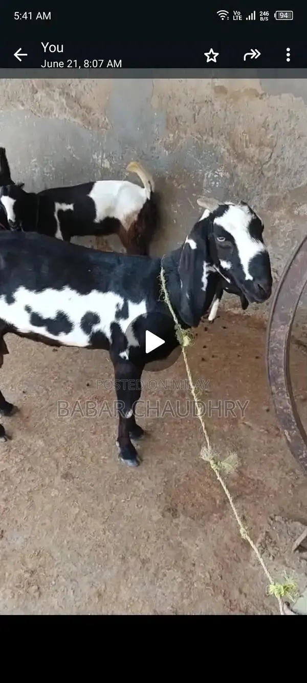 High-Quality Goat and Young Goats for Sale - Healthy Breeding Stock