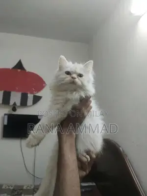 Photo - Healthy Female Kitten for Sale - Adorable and Playful Companion