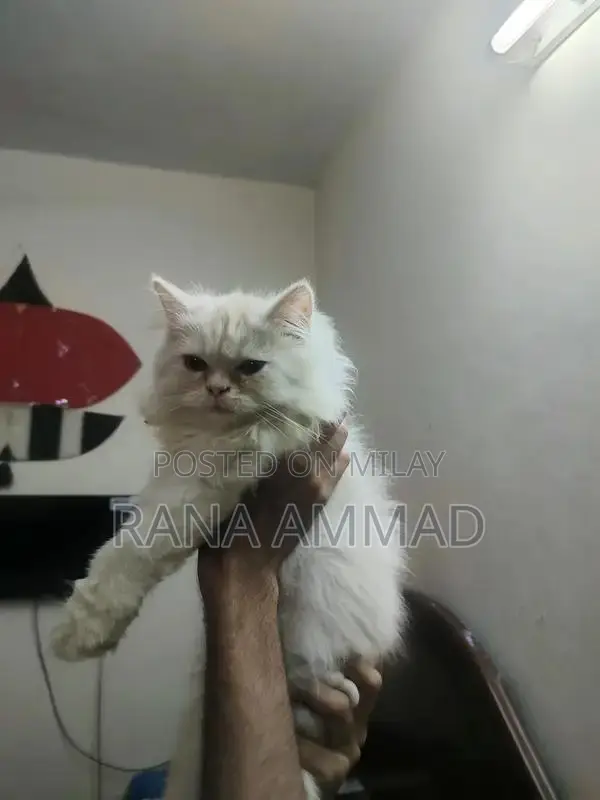 Healthy Female Kitten for Sale - Adorable and Playful Companion