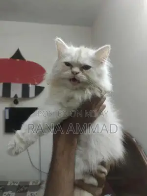 Healthy Female Kitten for Sale - Adorable and Playful Companion