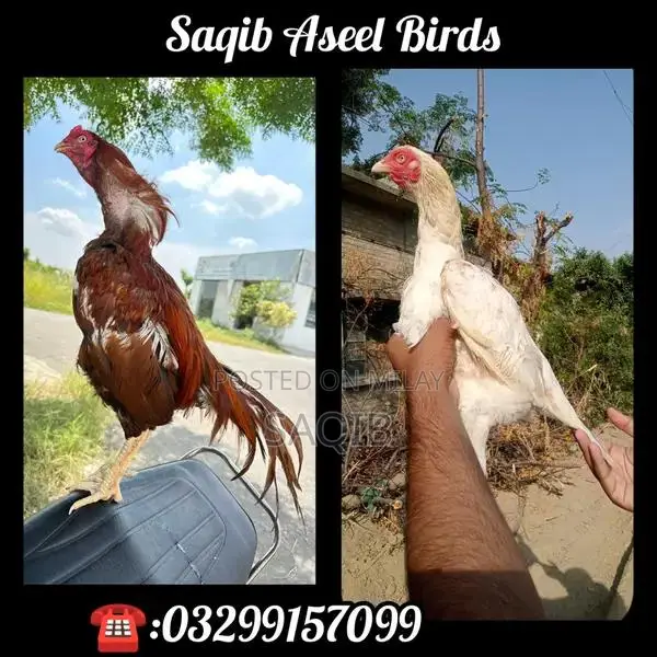 Pela Murga Blue Eye Ring Breeding Pair