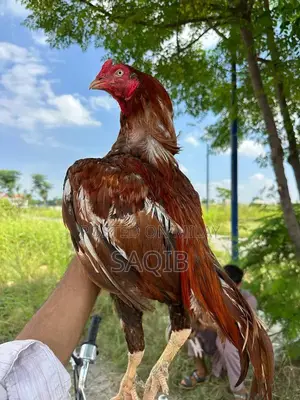 Pela Murga Blue Eye Ring Breeding Pair