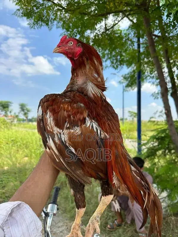 Pela Murga Blue Eye Ring Breeding Pair