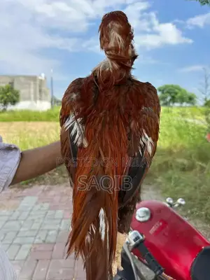 Pela Murga Blue Eye Ring Breeding Pair