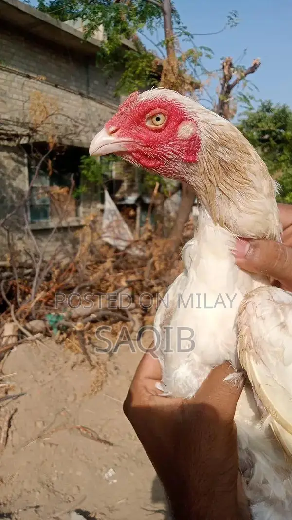 Pela Murga Blue Eye Ring Breeding Pair
