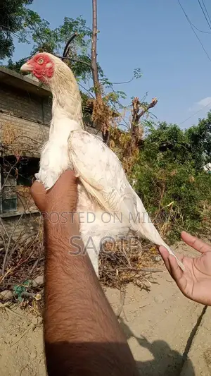 Pela Murga Blue Eye Ring Breeding Pair