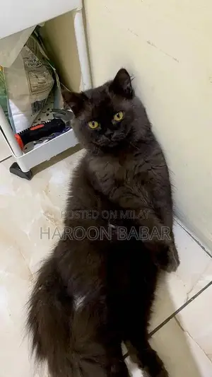 Photo - Black Persian Male Cat - Triple Coat, Golden Eyes