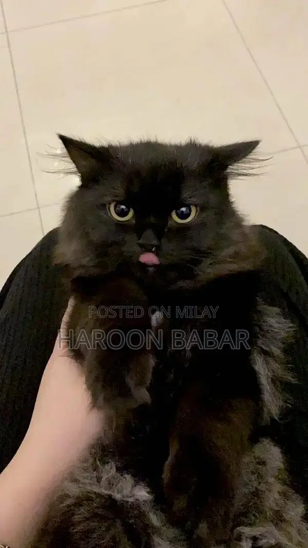 Black Persian Male Cat - Triple Coat, Golden Eyes
