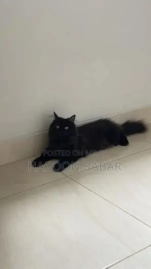 Black Persian Male Cat - Triple Coat, Golden Eyes