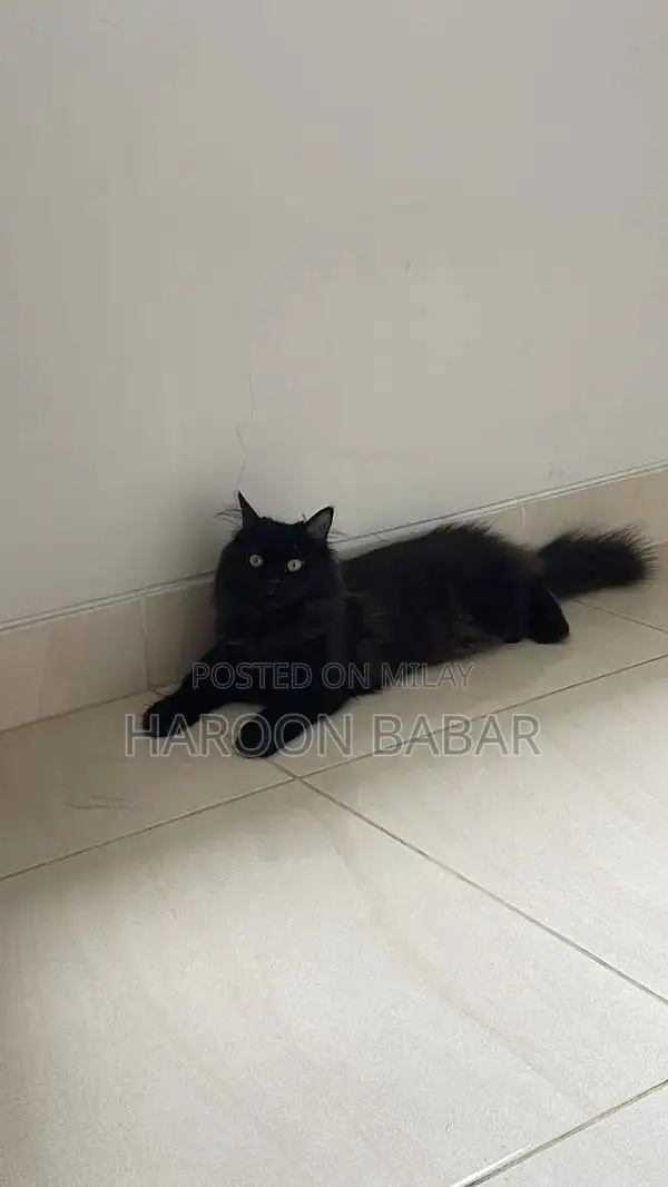 Black Persian Male Cat - Triple Coat, Golden Eyes