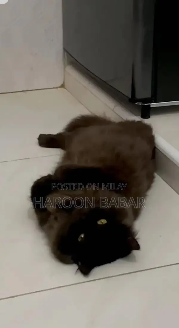 Black Persian Male Cat - Triple Coat, Golden Eyes