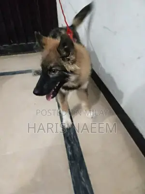 Photo - German Shepherd and Husky Mix Female Puppy