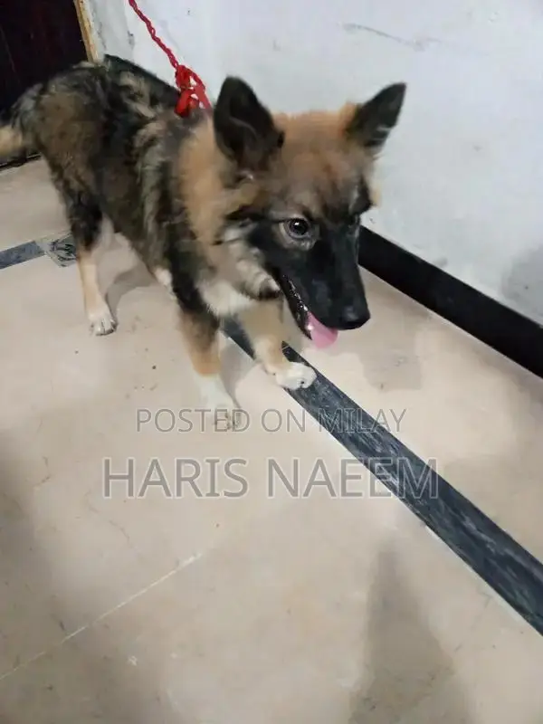 German Shepherd and Husky Mix Female Puppy