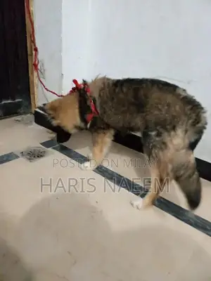 German Shepherd and Husky Mix Female Puppy