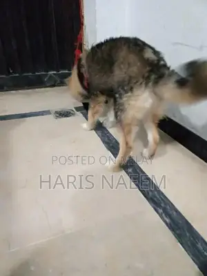 German Shepherd and Husky Mix Female Puppy