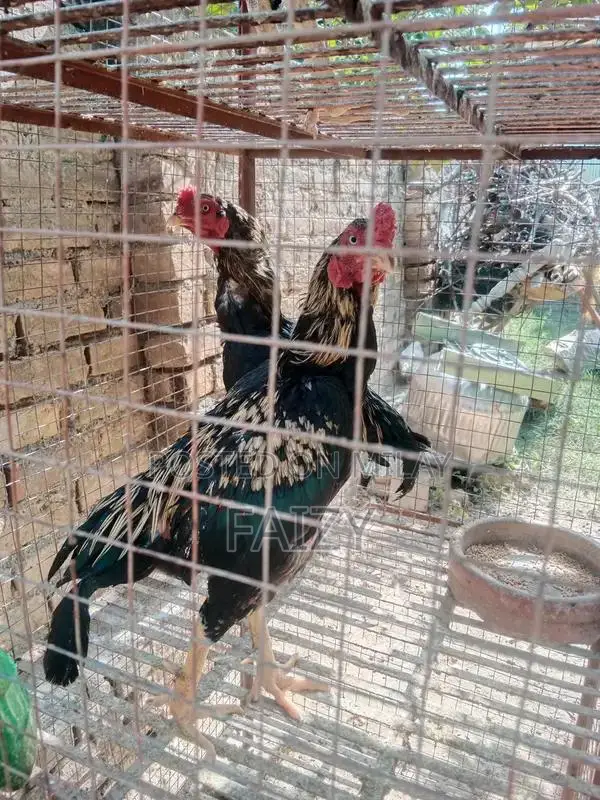 Premium Aseel Pathy Rooster from High-Quality Bloodline