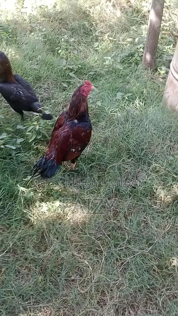 Premium Aseel Pathy Rooster from High-Quality Bloodline