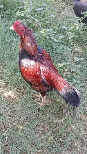 Premium Aseel Pathy Rooster from High-Quality Bloodline