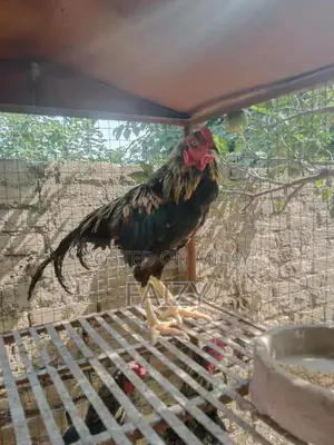 Premium Aseel Pathy Rooster from High-Quality Bloodline