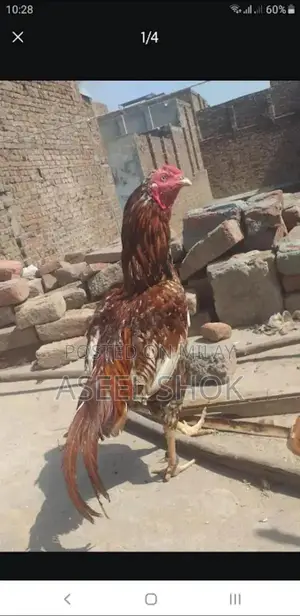 Aseel Premium High-Quality Traditional Garment Fabric