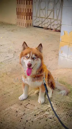 Photo - Purebred Siberian Husky with Wooly Triple Coat and Blue Eyes