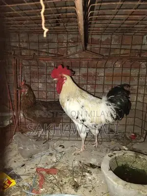 Fresh Farm Chickens - Healthy, Free-Range Poultry