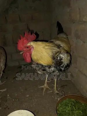 Fresh Farm Chickens - Healthy, Free-Range Poultry