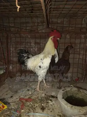 Fresh Farm Chickens - Healthy, Free-Range Poultry