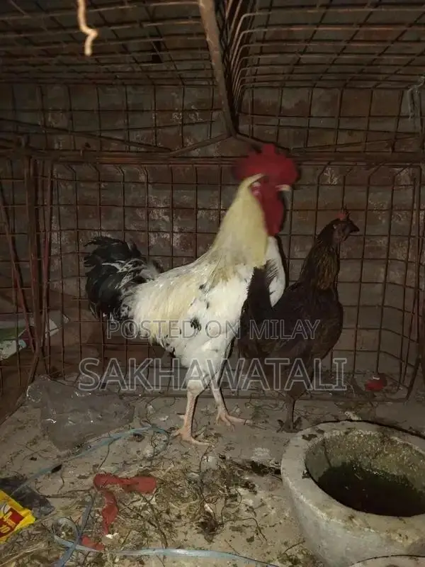 Fresh Farm Chickens - Healthy, Free-Range Poultry