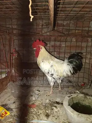 Fresh Farm Chickens - Healthy, Free-Range Poultry