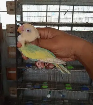 Photo - Aqua B2 Opline PF Female Breeding Fish - Premium Quality