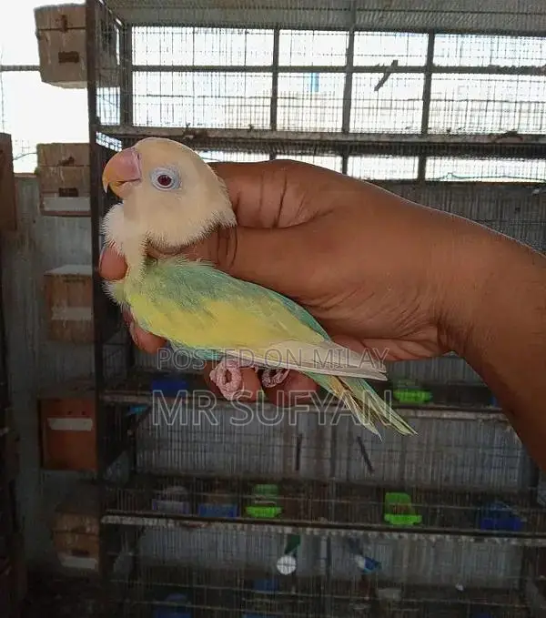 Aqua B2 Opline PF Female Breeding Fish - Premium Quality