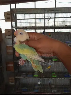 Aqua B2 Opline PF Female Breeding Fish - Premium Quality