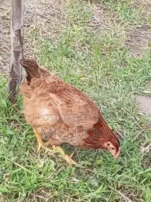 Fresh Farm Desi Chicken Breed - Healthy Laying Hens and Rooster Set
