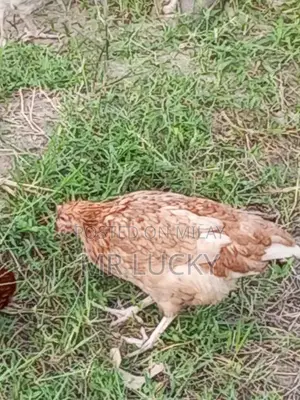 Fresh Farm Desi Chicken Breed - Healthy Laying Hens and Rooster Set