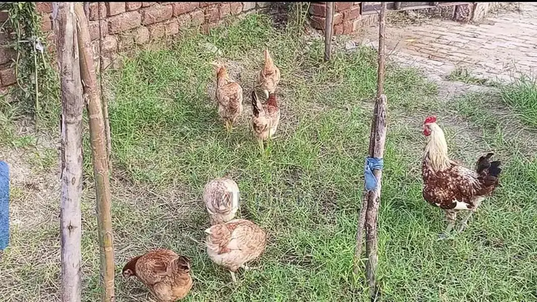 Fresh Farm Desi Chicken Breed - Healthy Laying Hens and Rooster Set
